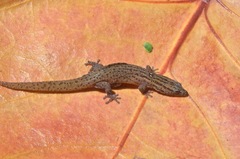 Sphaerodactylus notatus