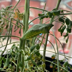 Papilio polyxenes