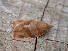 Pandemis cinnamomeana