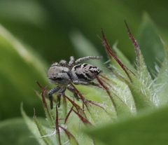 Habronattus coecatus