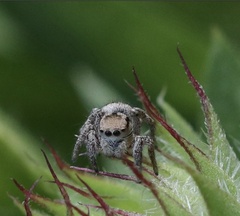 Habronattus coecatus