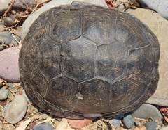 Emys orbicularis