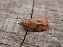 Pandemis cinnamomeana