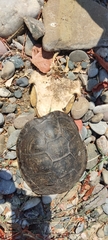 Emys orbicularis