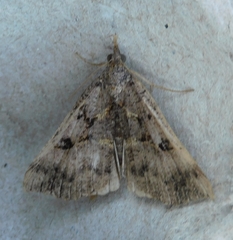 Hypena edictalis