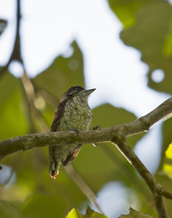 Picumnus squamulatus