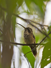 Phaethornis striigularis