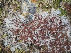 Bilimbia sabuletorum