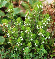 Euphrasia pulchella