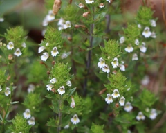 Euphrasia pulchella