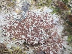 Bilimbia sabuletorum