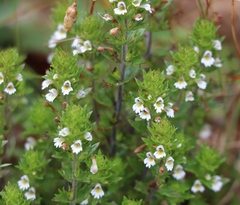 Euphrasia pulchella