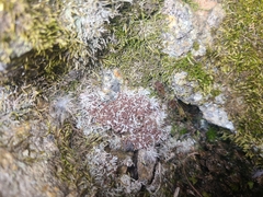 Bilimbia sabuletorum