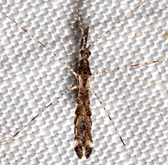 Empicoris errabundus