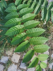 Ailanthus altissima