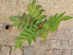 Ailanthus altissima