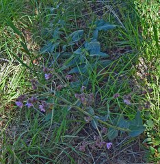 Mirabilis hirsuta