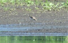 Calidris minuta