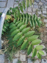 Ailanthus altissima