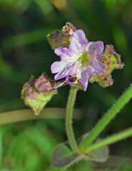 Mirabilis hirsuta