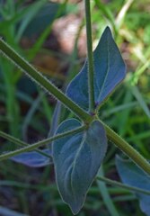 Mirabilis hirsuta
