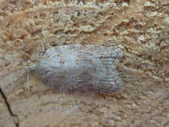 Acleris sparsana