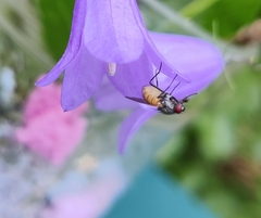 Thricops semicinereus