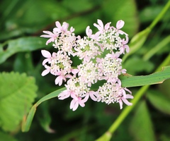 Heracleum austriacum siifolium