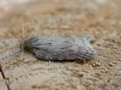 Acleris sparsana