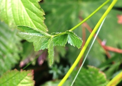 Heracleum austriacum siifolium