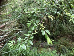 Rhamnus pilushanensis
