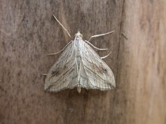 Evergestis forficalis