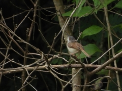 Prinia rufescens