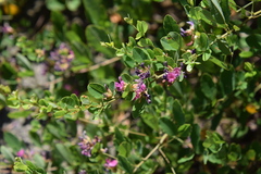Lespedeza cyrtobotrya