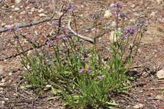 Penstemon procerus brachyanthus