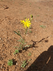 Senecio consanguineus