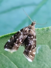 Prochoreutis myllerana