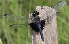Erythrodiplax latimaculata