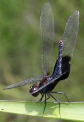 Erythrodiplax latimaculata