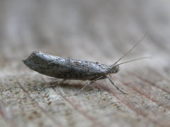 Ypsolopha horridella