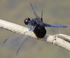Erythrodiplax latimaculata