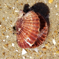 Aequipecten opercularis