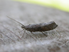 Ypsolopha horridella