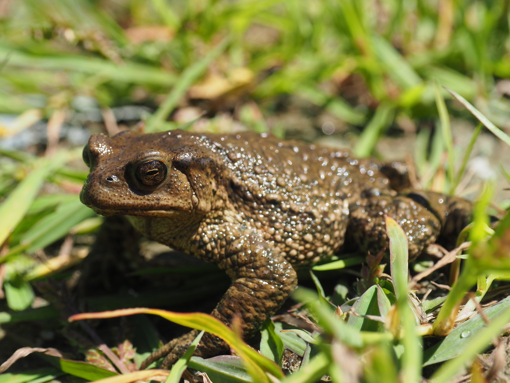 Old World Toads from 中國四川省甘孜縣 on September 21, 2016 at 12:00 PM by ...