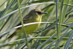 Pseudocolopteryx flaviventris