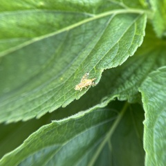 Chaetorellia succinea
