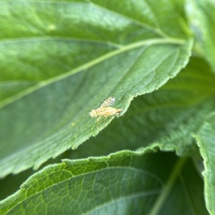 Chaetorellia succinea