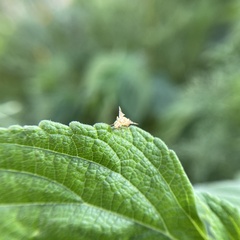 Chaetorellia succinea