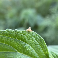 Chaetorellia succinea