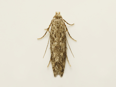 Scrobipalpula